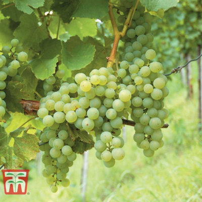Thompson & Morgan - Fruit Tree - Grape Vine 'Phoenix' - White - 4.5L Pot - Image 3