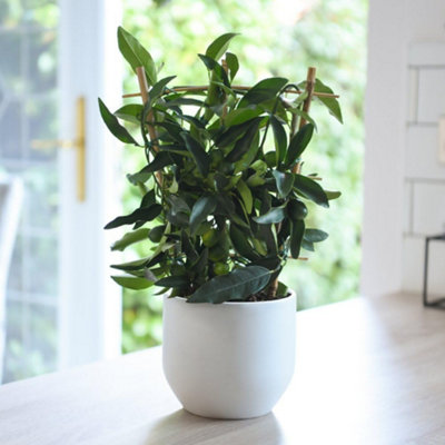 Thompson & Morgan Citrus Tree Nagami 3 Litre Potted Plant X 1 from B&Q