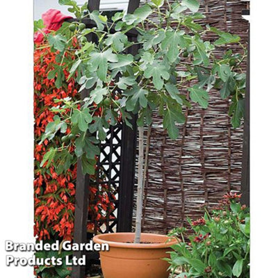 Thompson & Morgan Brown Turkey Fig Tree - 4.5 Litre Pot - Image 4