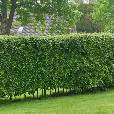 Thompson & Morgan Hornbeam (Hedging)2 Litre Potted Plant X 1 from B&Q