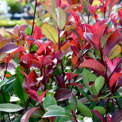 Thompson & Morgan Photinia Fraserii Red Robin 2 Litre Potted Plant X 1 from B&Q