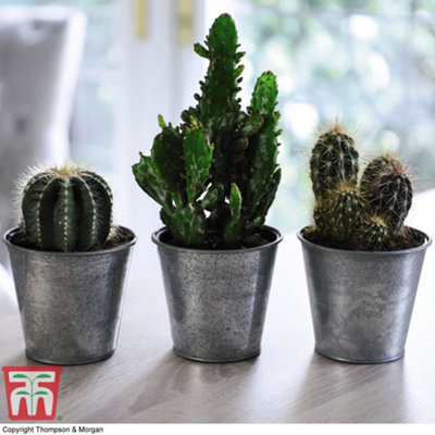 Thompson & Morgan Thompson And Morgan Cactus Mix Plant Pot 10.5Cm 3 Pack - Image 3