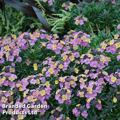 B&Q -  Erysimum (Wallflower) Constant Cheer 50mm Plug Plant X 6
