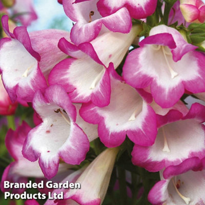 B&Q -  Penstemon Laura 3 Litre Potted Plant X 1