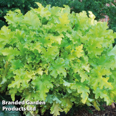 B&Q -  Heuchera Lime Marmalade 3 Litre Potted Plant X 1