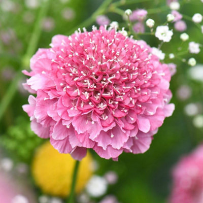 Thompson & Morgan Scabious Kudos Pink 1 Jumbo Plug Plant from B&Q