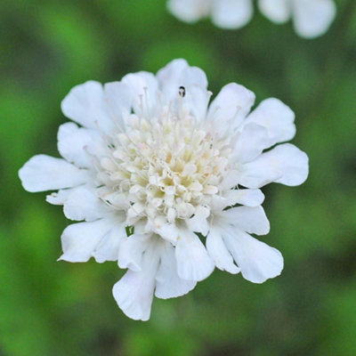Thompson & Morgan Scabious Kudos White 1 Jumbo Plug Plant from B&Q