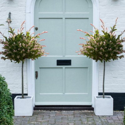 B&Q -  A Pair Of Salix Flamingo Trees 17Cm Potted Plant (Standard)  Ideal For Containers & Garden Border