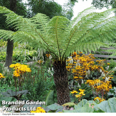 Thompson & Morgan Dicksonia Antarctica (Australian Fern Tree) 2 Litre Potted Plant X 2 Light