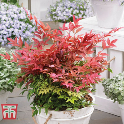 Thompson & Morgan Nandina Domestica Obsessed  X 3 from B&Q