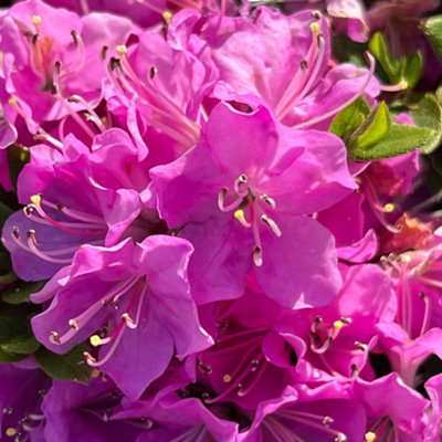 Thompson & Morgan Azalea Japonica Pink 17Cm Potted Plant X 1 from B&Q