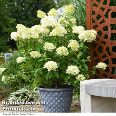 Groupon Unisex White Hydrangea Paniculata Skyfall - 9Cm Potted Plants: One - Image 3