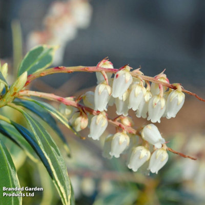 Thompson & Morgan Pieris Japonica Flaming Silver 9Cm Pot X 1 from B&Q