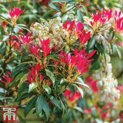 Thompson & Morgan Pieris Japonica Forest Flame 9Cm Pot X 1 from B&Q