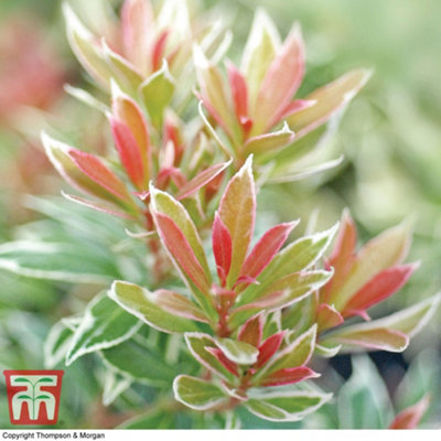 Thompson & Morgan Pieris Japonica Little Heath 9Cm Pot X 1 from B&Q