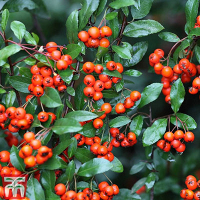 Thompson & Morgan Pyracantha Orange Glow 9Cm Pot X 1 from B&Q