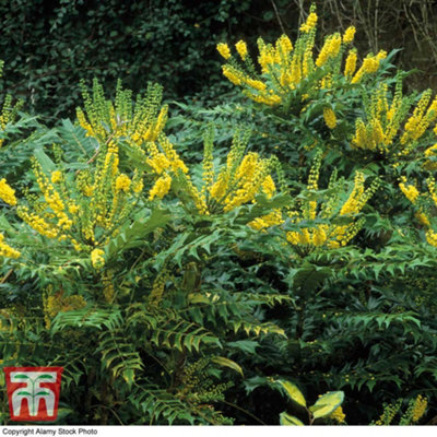 Thompson & Morgan Mahonia Winter Sun 9Cm Pot X 2 from B&Q