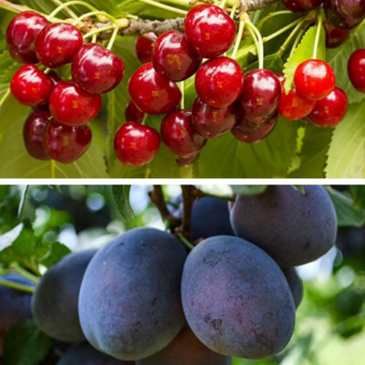Thompson & Morgan Dwarf Plum and Cherry Tree Collection - 9cm Potted Plant x 2 - Image 4