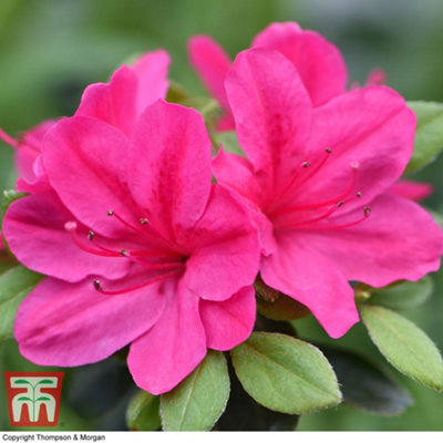 Thompson & Morgan Azalea Dwarf 9Cm Potted Plant X 2 Pink