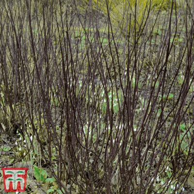 Thompson & Morgan Cornus Alba Kesselringii (White Dogwood 9Cm Pot X 1 from B&Q