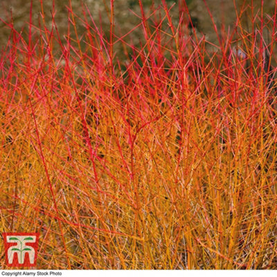 Thompson & Morgan Cornus Sanguinea Midwinter Fire 9Cm Pot X 2 from B&Q