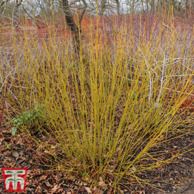 Thompson & Morgan Cornus Sericea Flaviramea 9Cm Pot X 2 from B&Q