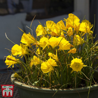 Thompson & Morgan Daffodil (Narcissus) Bulbicodum 50 Bulbs