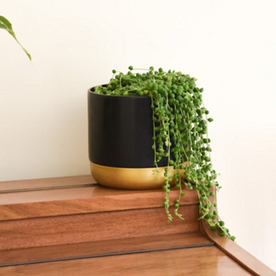 Thompson & Morgan Senecio Rowleyanus String Of Pearls Height 15Cm 9Cm Potted Plant X 1 & Incredifeed from B&Q
