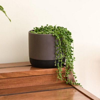 Senecio String Of Pearls 9Cm Plants X2 Incredifeed By Thompson & Morgan from B&Q
