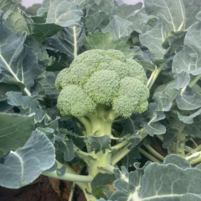 Thompson & Morgan Thompson And Morgan Broccoli Brassica Oleracea Italica Titanium F1 Seed Packet - Image 4