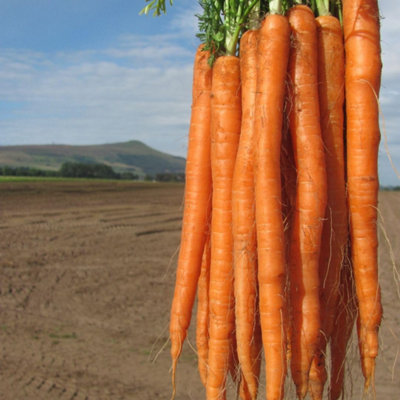 B&Q -  Carrot Excalibur F1Long Slender Orange ImperatorHardy Annual Vegetable Garden Seeds