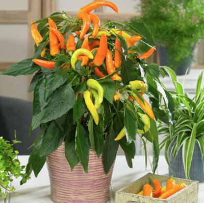 Suttons Seeds Chilli Capsicum Annuum Hades Gold F1 1 Packet from B&Q