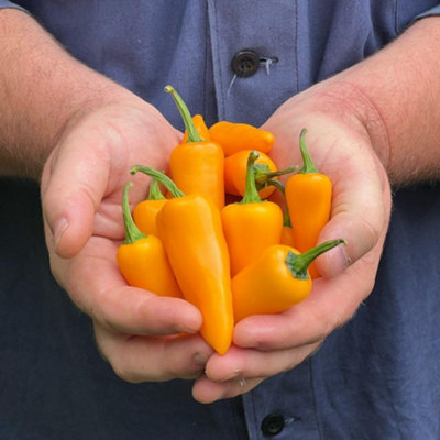 Thompson & Morgan Golden Jalapeno Chilli Pepper SeedsMedium Hot Yellow Half-Hardy Annual Perfect For Salsas & Grilling. 1 Packet (6 Seeds). from B&Q