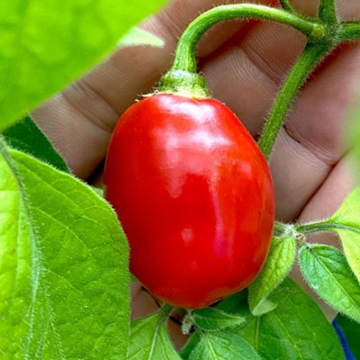 Thompson & Morgan Rocoto Chilli Pepper Seeds Early-Ripening Compact Mini Bell-Shaped 80K Shu Salsas Fresh Cooking 1 Packet (8 Seeds) from B&Q
