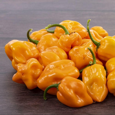 Thompson & Morgan Vegetable Seeds - Scotch Bonnet Chilli - Orange - Image 4