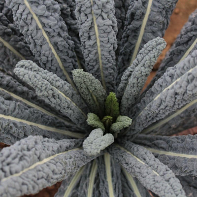 Thompson & Morgan Dark Kale Cobra F1 Seeds - Tender Leaves High Yield Winter Veg Cut & Come Again Hardy - Packet (20 Seeds) Size 1 B&Q