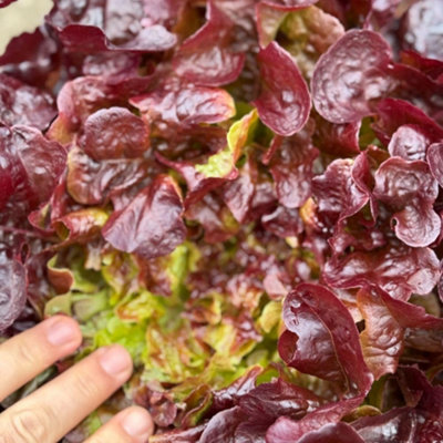 Thompson & Morgan Red Oakus Lettuce Seeds Mildew Resistant Half-Hardy Annual Fresh Crunchy Flavorful Seeds Size 35