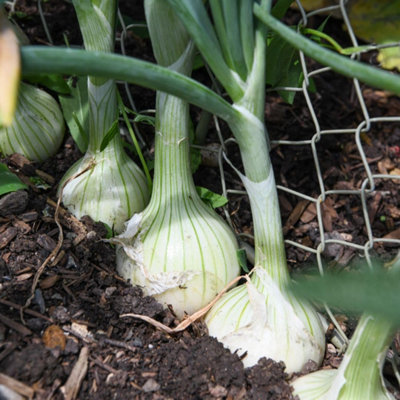 B&Q -  Salad Onion Starlight SeedsHardy Winter Variety For Overwintering & Early Spring Sowings200 Seeds