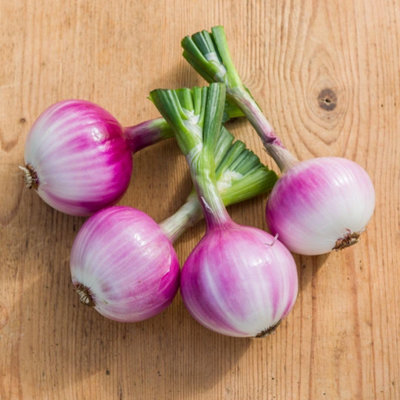 Salad Onion Ruby Red Seeds Dual-Purpose Mild Sweet Onions For Salad & Cooking 1 X Packet 100 Seeds By Thompson & Morgan from B&Q