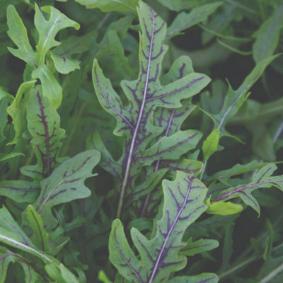 Thompson & Morgan Wild Rocket Dragon S Fire SeedsRed-Veined Peppery Salad LeavesSlow To Bolt All-Year Harvest (200 Seeds) from B&Q
