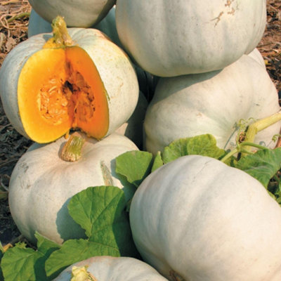 Thompson & Morgan Grey Ghost F1 Pumpkin SeedsSweet Smooth Prolific Vining Plant For Roasting Soups Carving1 Packet (4 Seeds) from B&Q