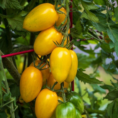 B&Q - Tomato Bliss F1 Half-Hardy Annual Yellow Striped Snackable Fruits 1 Packet X 8 Seeds By 