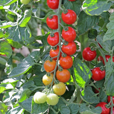 B&Q - Tomato Toddler F1 Sweet Cocktail Cordon Disease Resistant 1 Packet X 8 Seeds By 
