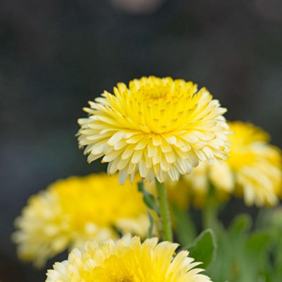 Thompson & Morgan Calendula Officinalis Double Lemon DwarfHardy Annual Edible Flower Seeds (50Pk) By T&m from B&Q