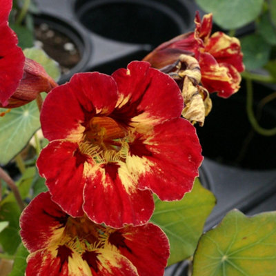 Thompson & Morgan Nasturtium Majus Crime Scene SeedsBold Red/gold Flowers Easy Grow Edible Bee Friendly Annual from B&Q