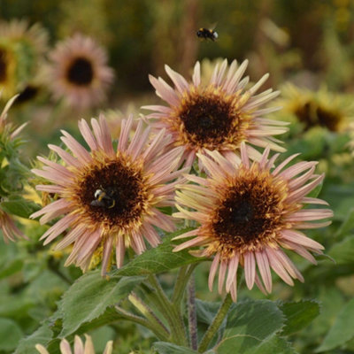 B&Q - Sunflower Astra Rose Hardy Annual Semi-Double Flowers Chocolate Centres 1 Packet X 25Seeds By 