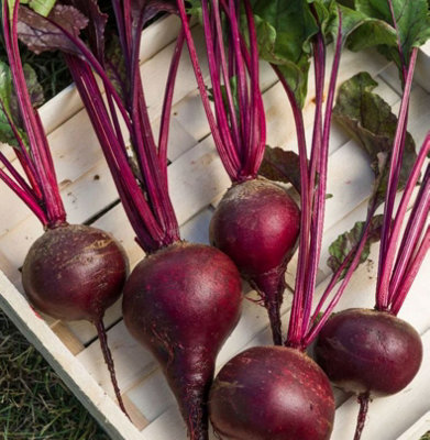 Suttons Seeds Beetroot Beta Vulgaris Red Shine F1 1 Packet from B&Q