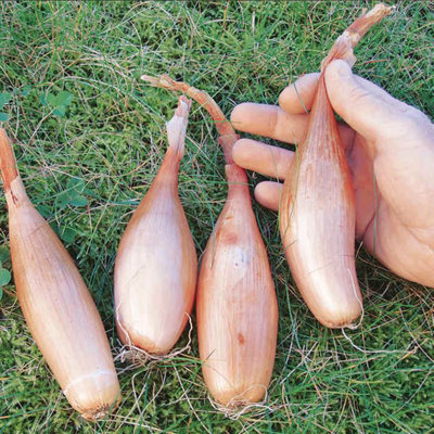Suttons Seeds Broad Bean Vicia Faba Suprifin 1 X Seed Packet from B&Q