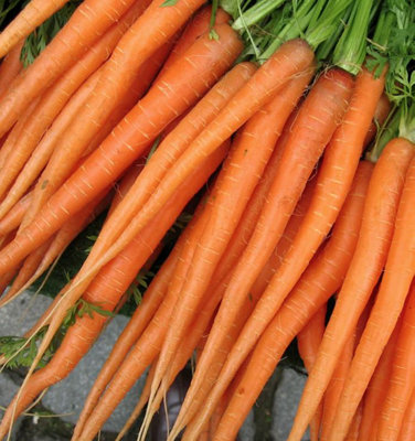 Suttons Seeds Carrot Daucus Carota Excalibur F1 1 Packet from B&Q