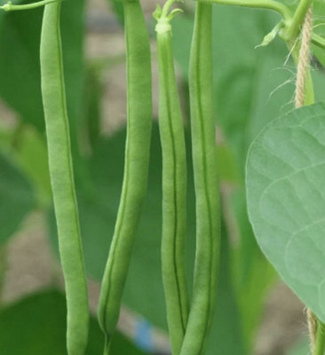 Suttons Seeds Climbing French Bean Phaseolus Vulgaris Vine 1 Packet from B&Q